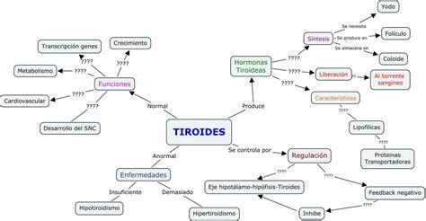 Fisiología Feroz Fisiología de la glándula tiroides