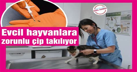 Evcil hayvanlara neden çip takılıyor Bolu Havadis