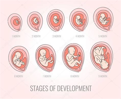 Embrión meses etapas de desarrollo vector ilustración embarazo