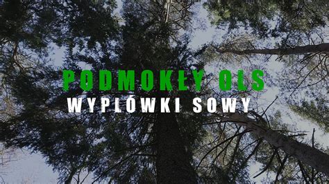 Podmokły ols Wypluwki sowy YouTube