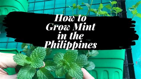 How To Grow Mint Philippines Youtube