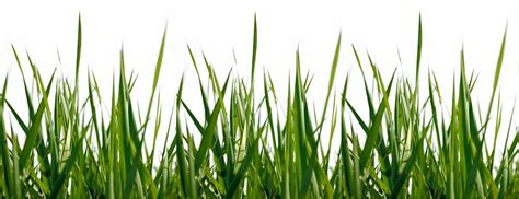 Blades Of Grass Png Clip Art Library