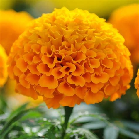 Marigold Inca Orange Hybrid Flower Seeds Marigold Orange Flower Seeds For Planting By Flora