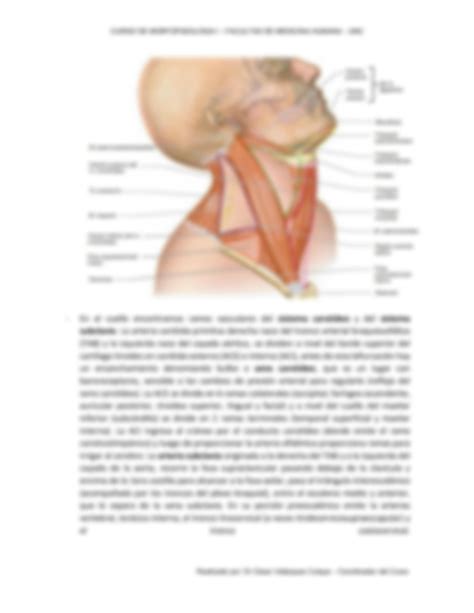 Solution Gu A De Anatom A Y Tri Ngulos Del Cuello Studypool