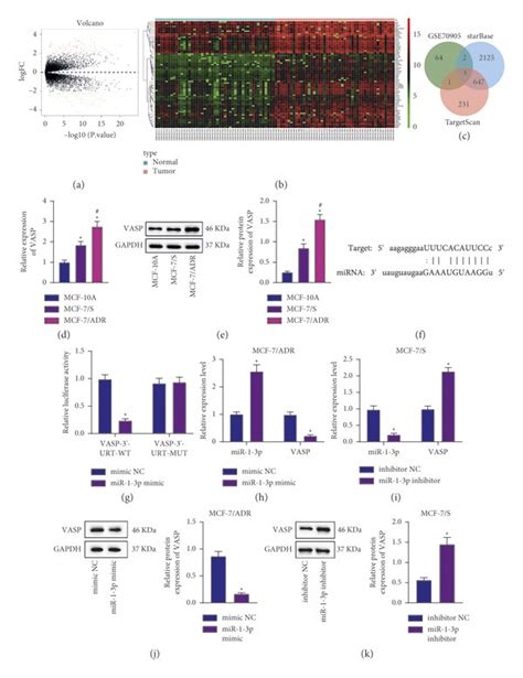 Vasp Is A Target Gene Of Mir P In Bc Cells A A Volcano Plot Of