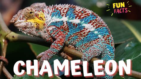 CHAMELEON Exploring Fascinating Fun Facts About Chameleons COS TV