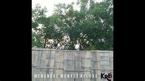 Menunggu Monyet Keluar DiHutan Mangrove JL Ry Panimbang Pandeglang