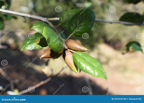 Coast Live Oak Acorns Close Up Stock Photo - Image of four, forest: 257610744