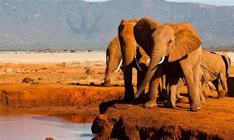 15 Days Kenya And Tanzania Safari Tanzania Safaris Tours Tanzania