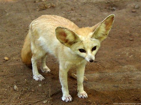 The Fennec fox is a desert fox that is known for its very large ears ...