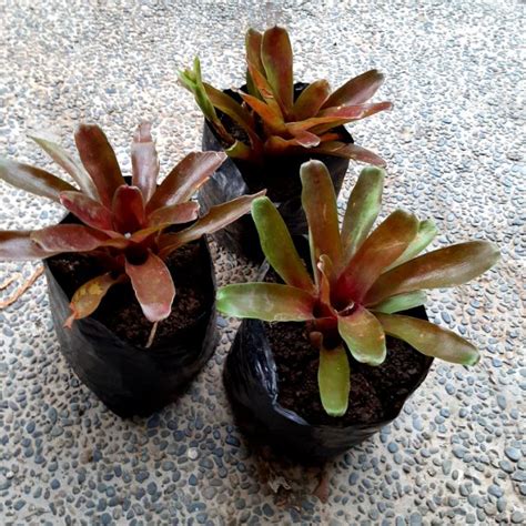 Neoregelia Fireball Bromeliad | Shopee Philippines