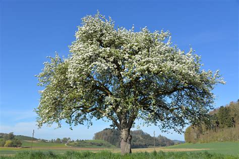 Actualizar Images Flor De Arbol De Manzana Viaterra Mx