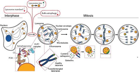 Lysosomes In A Cell