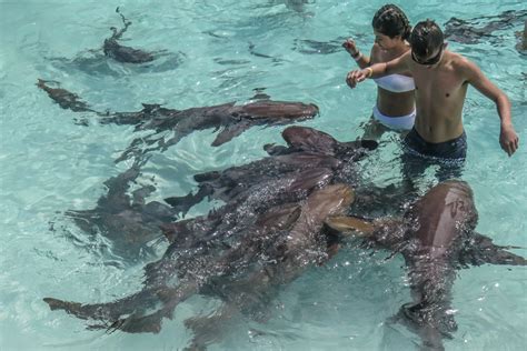 Compass Cay Sharks Experience Swim With Sharks In The Bahamas