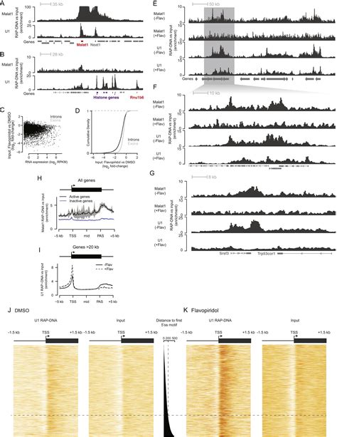 Rna Rna Interactions Enable Specific Targeting Of Noncoding Rnas To