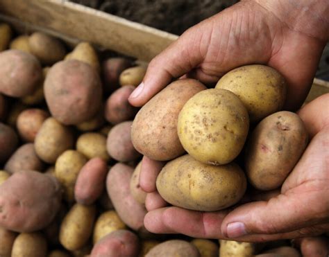 Quelles Sont Les Différentes Variétés De Pommes De Terre