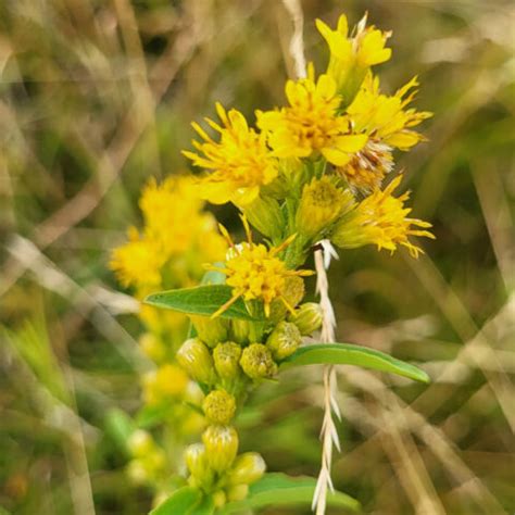 Echte Goldrute Solidago Virgaurea WildLand