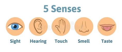 Set Of Five Human Senses Icon Vision Hearing Smell Hearing Touch