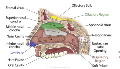 Upper Airway Flashcards Quizlet