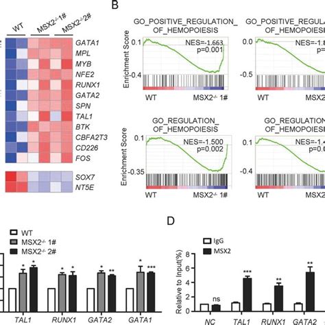 Msx Deletion Promotes Upregulation Of Eht Signature Genes A Heatmap