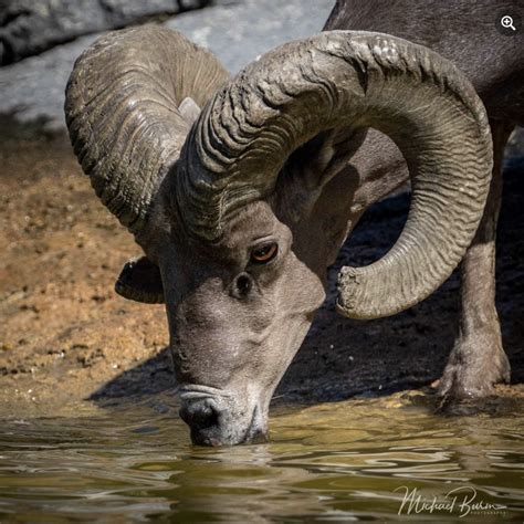 Webinar and Educational Materials Recordings - National Bighorn Sheep ...