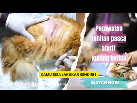 Perawatan Jahitan Pasca Sterilisasi Kucing Betina Female Cat Spay