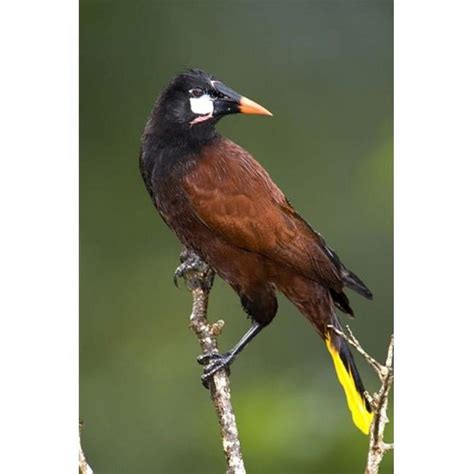 Close Up Of A Montezuma Oropendola Psarocolius Montezuma Perching On