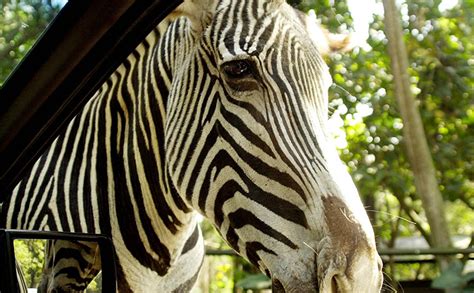 Parque Zoo Safári Governo do Estado de São Paulo