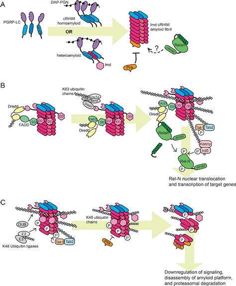 Figure 2 From Regulation Of The Drosophila Imd Pathway By Signaling Amyloids Semantic Scholar