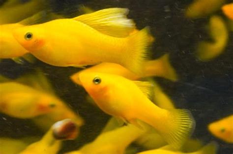 Solid Yellow Highfin Variatus Platy Trio 1M2F Xiphophorus Variatus