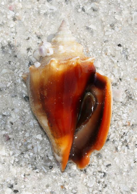 Florida Fighting Conch Strombus Alatus Marco Island Flor Flickr