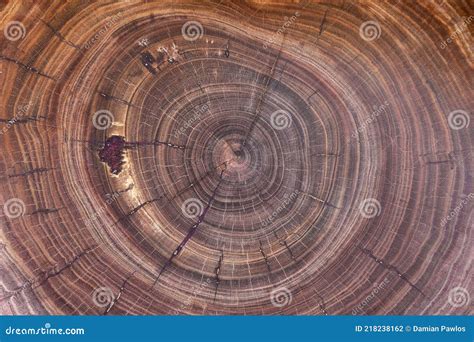 Cross Section Of Cherry Tree With Growth Rings Full Frame Of Wood