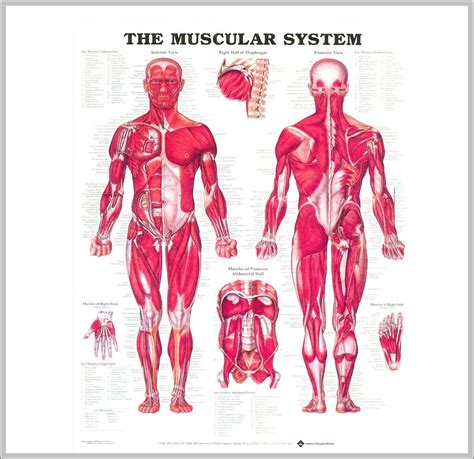 pictures  muscular system