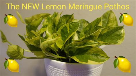 The New Lemon Meringue Pothos Is Now At Lowe S Youtube