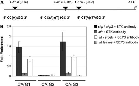 Quantitative Real Time Pcr On Chromatin Immunoprecipitated With Stk And Download Scientific