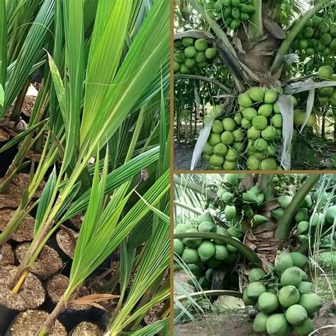 Eroanvia King Coconut Coconut Tree Plant Hybrid Height Feet Pack