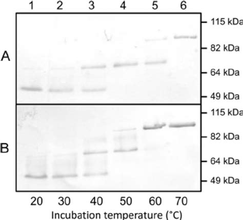 Sarcosyl Solubility Of Esta From P Stutzeri A15pherd26t Esta Pro