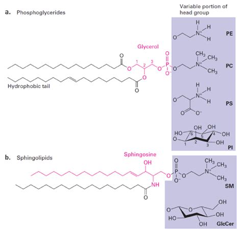 Major Classes Of Phospholipids There Are In Principle Three Major