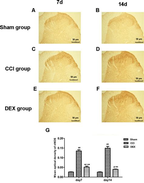 Neuronal Nitric Oxide Synthase Expression Of The Spinal Dorsal Cord