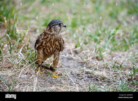 Falco Columbarius Or Merlin Is A Species Of Falconiform Bird In The