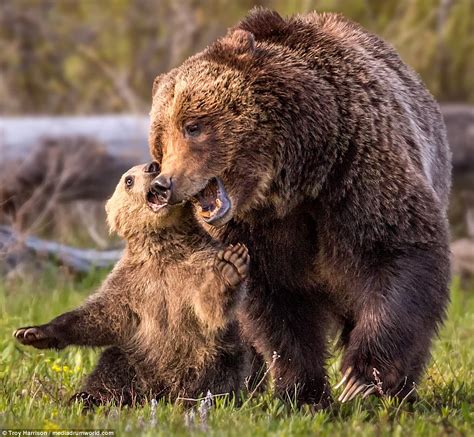 Grizzly bear captured in Grand Teton National Park in Wyoming with ...