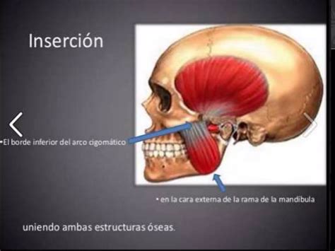 Musculos De La Masticacion Ppt