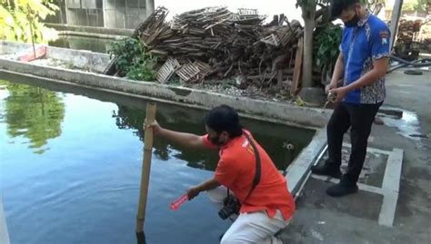 Hilang Saat Bermain Balita Di Tulungagung Ditemukan Tewas Dalam Kolam Ikan