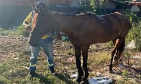 Polícia Civil resgata animais em situação de maus tratos em Aracaju O