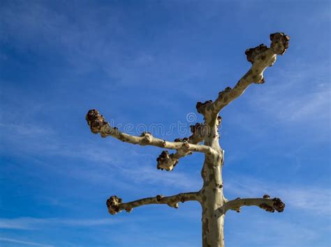 Árvore Plana Sem As Folhas Na Perspectiva Do Céu Azul Parque P blico