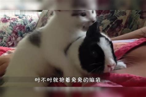 萌宠大集合，小奶猫啃咬兔耳朵，兔子生无可恋：谁来救我！小奶兔子耳朵