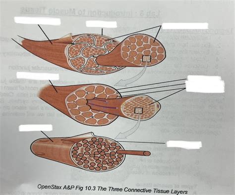 Labeling The Three Connective Tissue Layers Diagram Quizlet