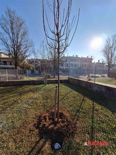 Il Giardino Dei Giusti A Podenzano Mulazzi IlPiacenza