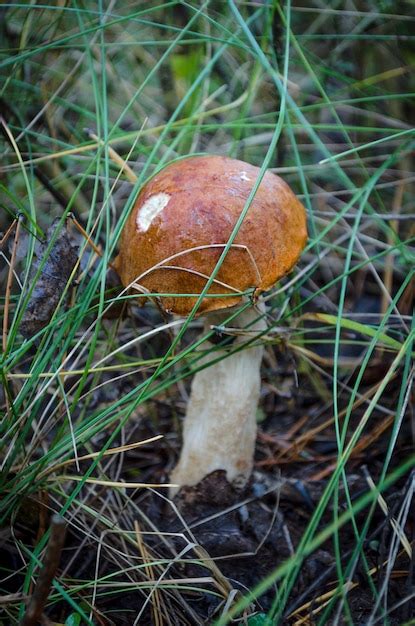 Premium Photo | Forest edible mushrooms