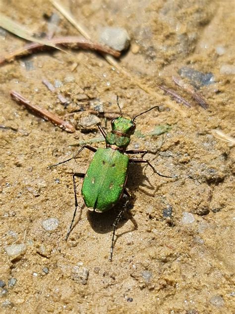 Cicindela Campestris K Fer Unbestimmt Coleoptera Indet Flickr